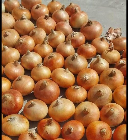 Fresh Golden Onion