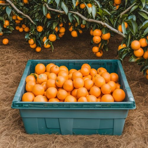 Fresh Navel Oranges