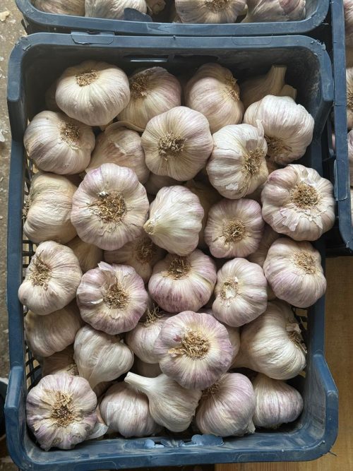 Egyptian garlic 50mm+ – packed in 10kg plastic boxes – Compass Egypt export-ready