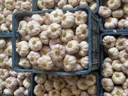 Egyptian garlic 55mm+ – packed in 10kg plastic boxes – export quality from Compass Egypt