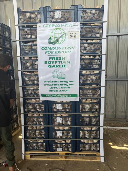 Extra large Egyptian garlic – 70–80mm – packed in 10kg plastic boxes – Compass Egypt