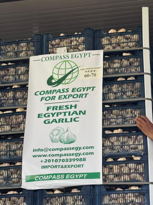 Egyptian garlic 60–70mm – packed in 10kg plastic boxes – Compass Egypt export quality