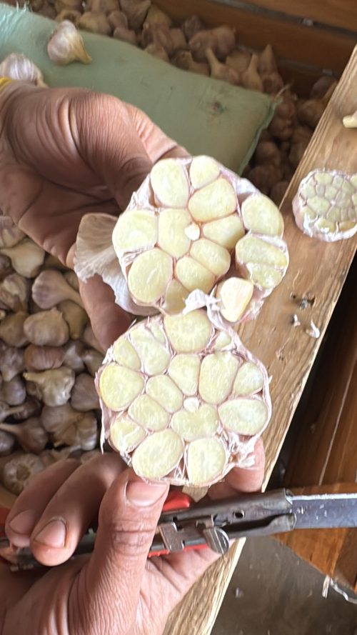 Extra large Egyptian garlic – 70–80mm – packed in 10kg plastic boxes – Compass Egypt