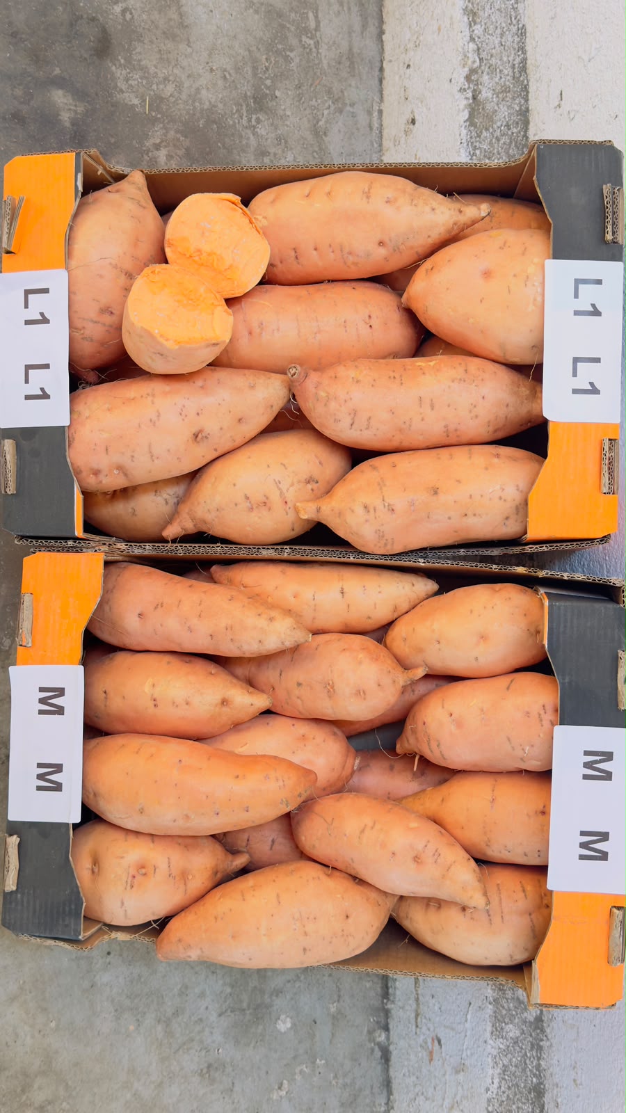 Fresh Sweet Potatoes from Egypt | Premium Quality - Image 7