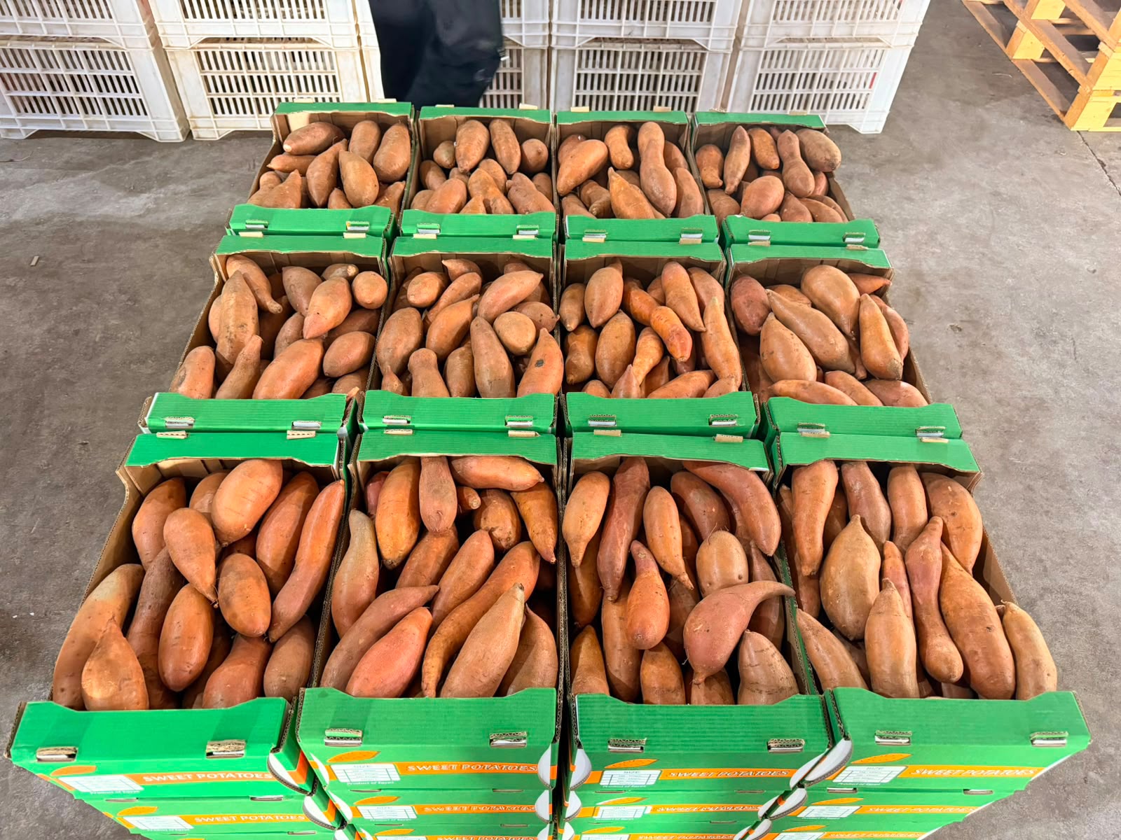Fresh Sweet Potatoes from Egypt | Premium Quality - Image 6
