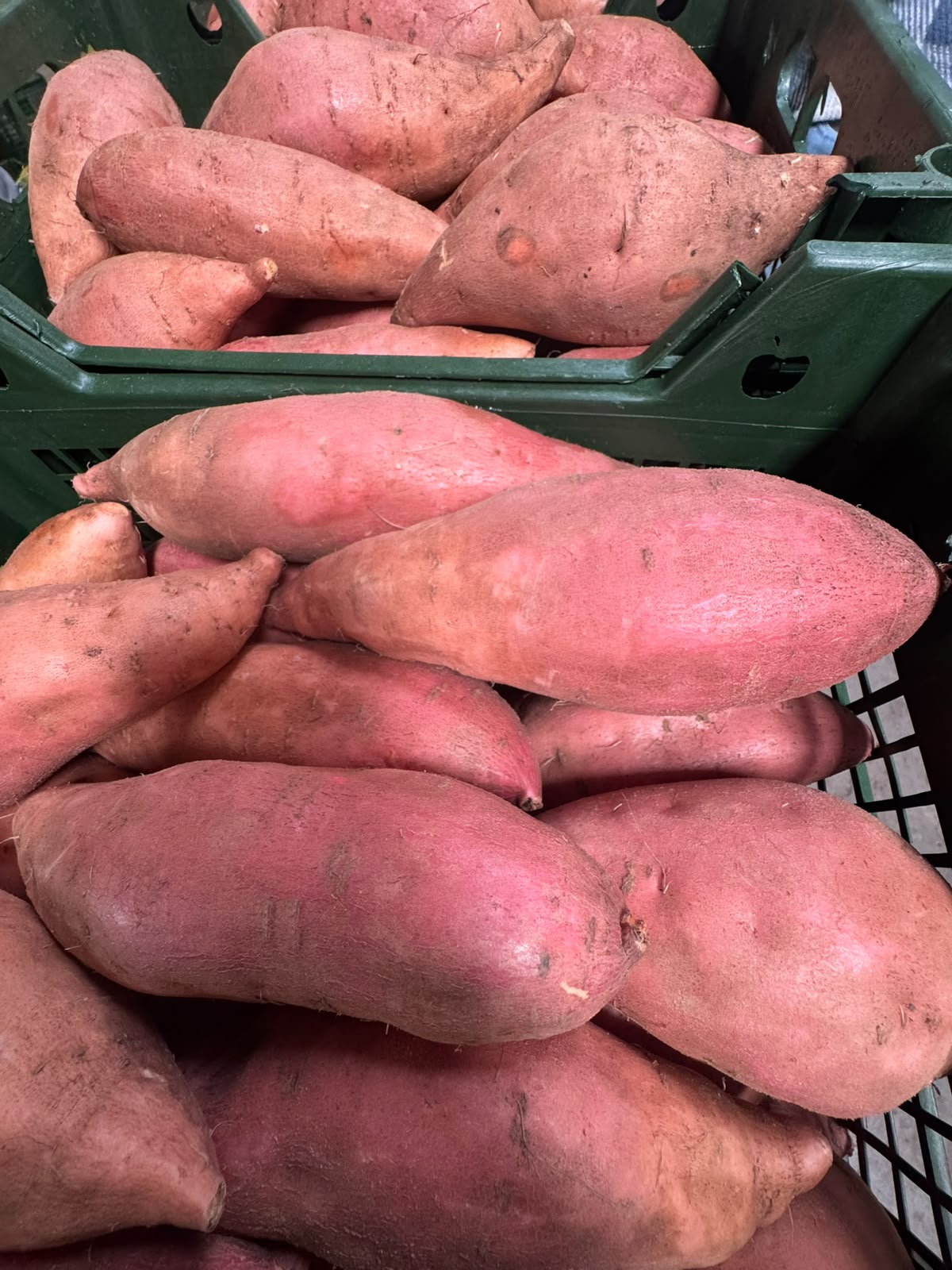 Fresh Sweet Potatoes from Egypt | Premium Quality - Image 3
