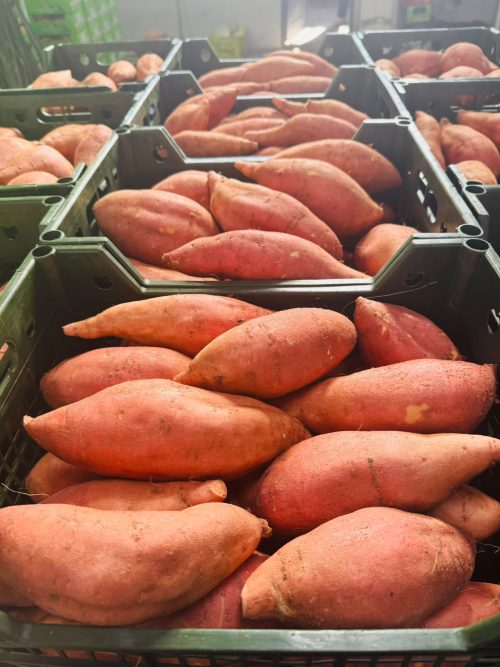 Fresh Sweet Potatoes from Egypt | Compass Export