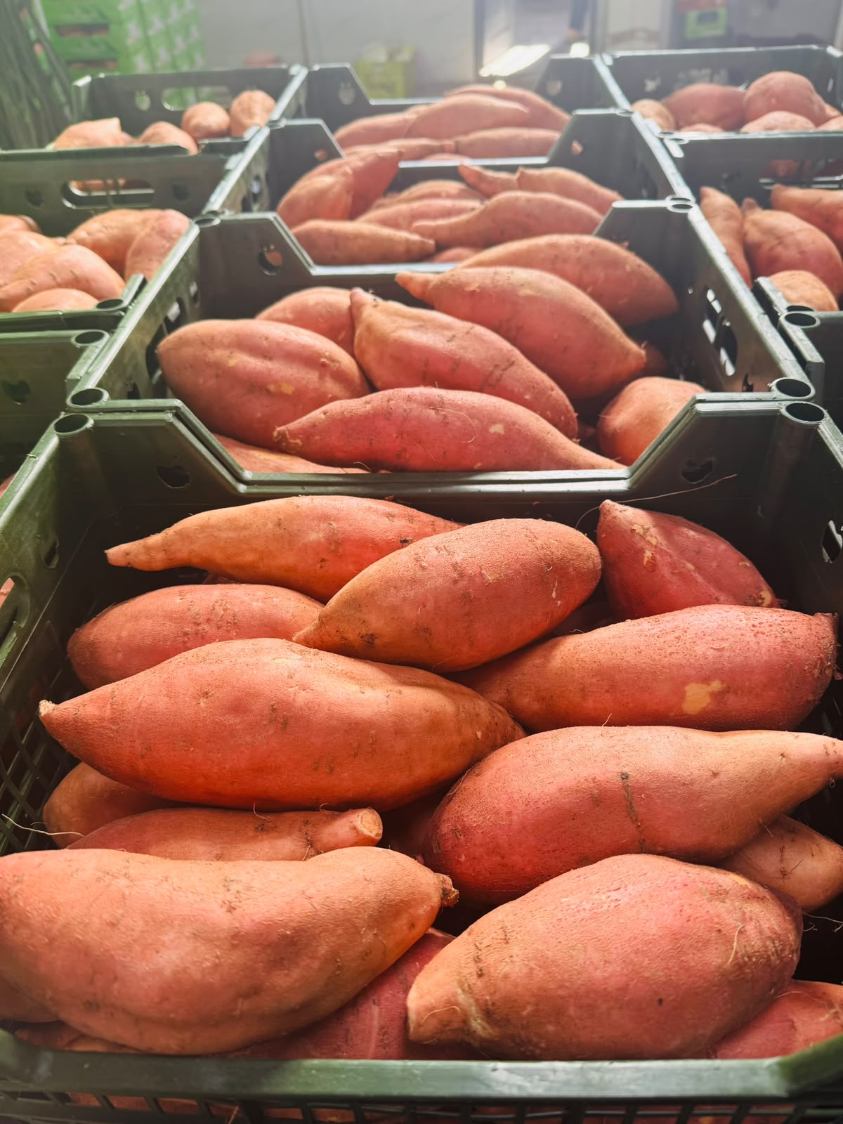 Fresh Sweet Potatoes from Egypt | Premium Quality - Image 2